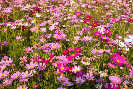Pink cosmos flowers in full bloomの写真素材