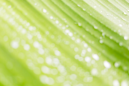 Rain drops on the leavesの写真素材