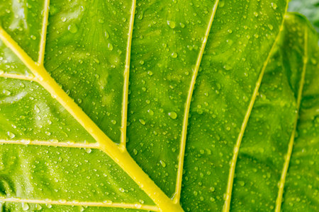 Rain drops on the leaves