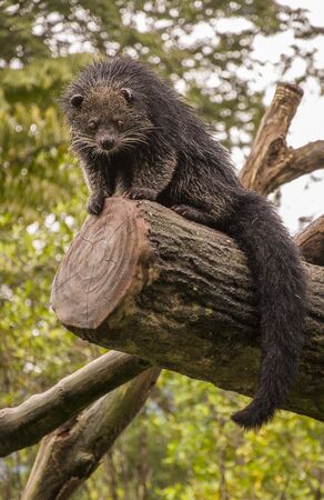 beaverの写真素材