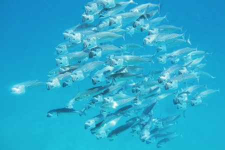 Hungry Fish