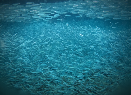 Fish Kingdomの写真素材