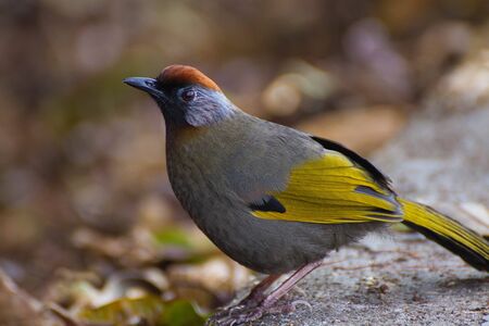 bird Thailandの写真素材