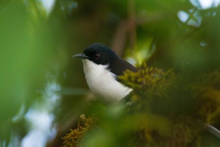 bird Thailandの写真素材