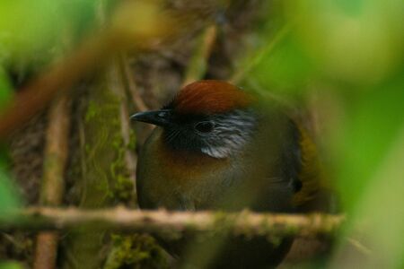 bird Thailandの写真素材