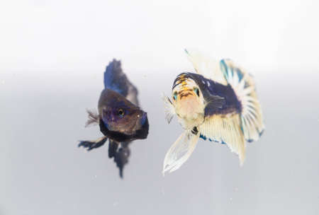 Thailand bettaの写真素材