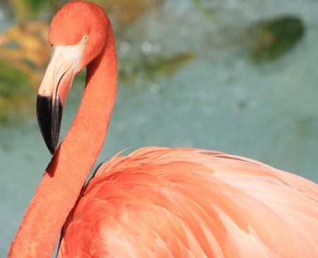 Flamingo facing leftの写真素材
