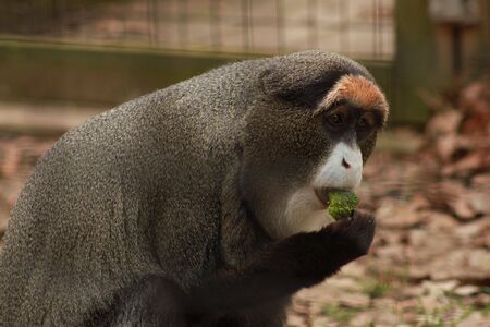 Guenon Eating Broccoli の写真素材