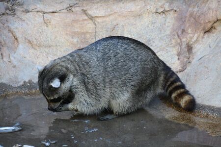 Raccoon Eating a Fish Lunch