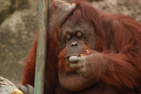Orangutan Eatingの写真素材