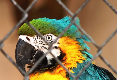 Blue and Gold Macawの写真素材