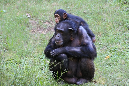 Chimp Familyの写真素材