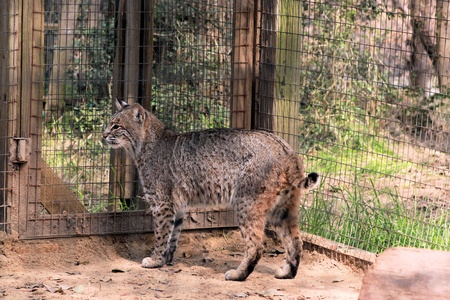 Bobcat の写真素材