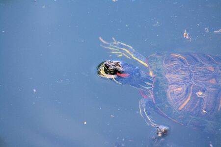 Turtle in the Water
