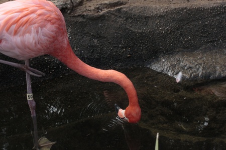 Flamingo Drinking Waterの写真素材
