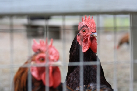 Closeup of two roosters in a cage with one rooster blurred and the other in focusの写真素材
