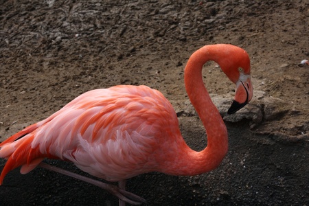 Flamingo in a wading poolの写真素材