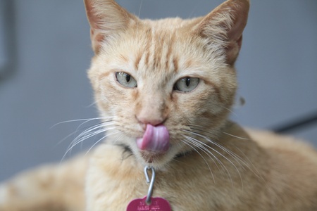 Portrait of a gold cat wearing a collar against a blurred blue wall backgroundの写真素材