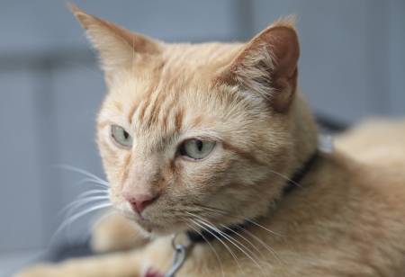 Portrait of a gold cat wearing a collar against a blurred blue wall backgroundの写真素材