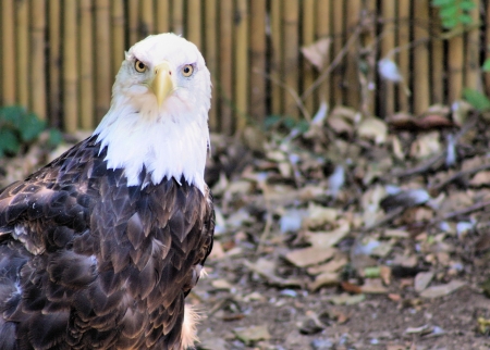 Eagle perched on ground with natural backgroundの写真素材