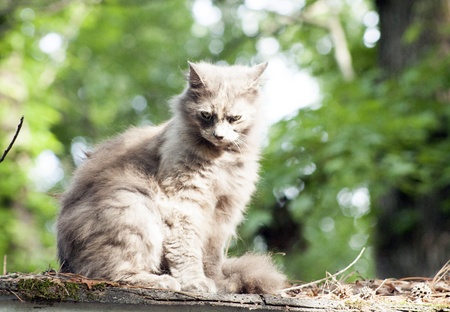 Cat perched on a cluttered roofの写真素材