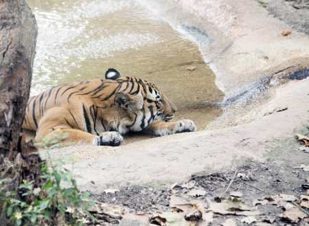 Tiger resting in a zoo poolの写真素材