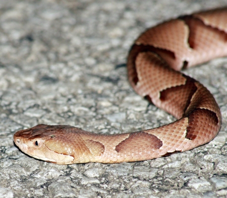 Copperhead lurking in the roadの写真素材