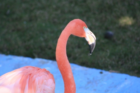Flamingo against water backgroundの写真素材