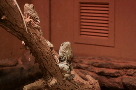 Iguanas in a zoo habitatの写真素材
