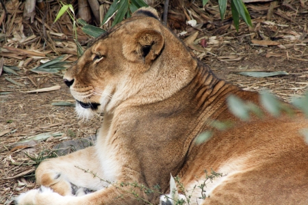 Closeup of a lioness laying downの写真素材