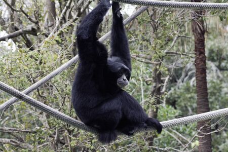 Siamang at Audubon Zoo in New Orleansの写真素材