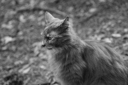 Black and white close up of a longhaired grey catの写真素材