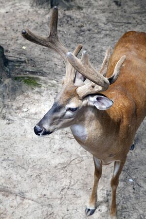 Brown buck overheadの写真素材
