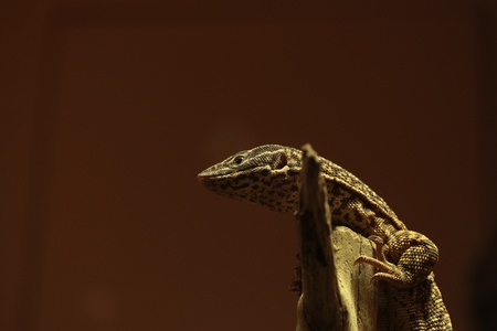 Iguana