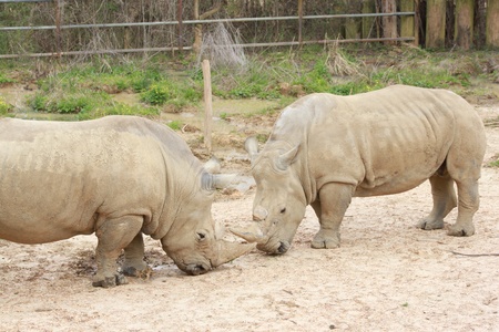 Rhinos standing in outdoor zoo habitatの写真素材