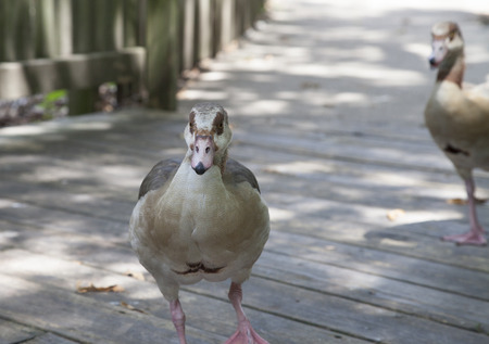 Egyptian geese on wooden plank walkwayの写真素材