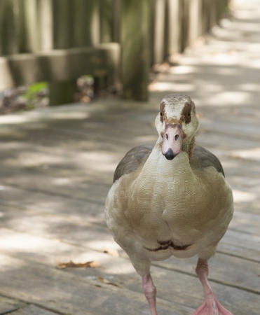 Egyptian goose on wooden plank walkwayの写真素材