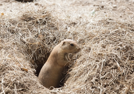 Prairie dog popping out of hole