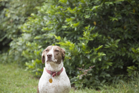 Bird dog outdoors, looking toward the cameraの写真素材