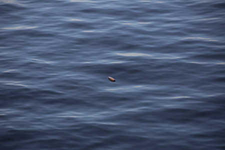 Fishing bobber floating in lakeの写真素材