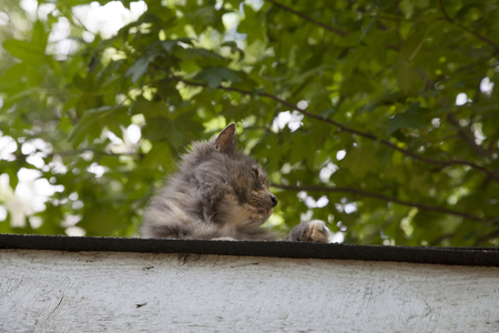 Cat staring down from a house roofの写真素材