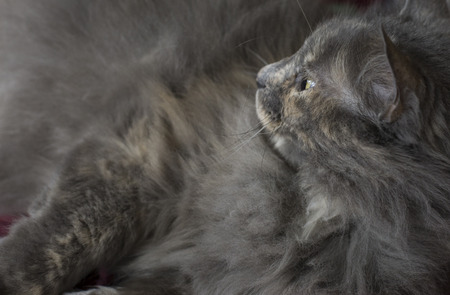 Gray cat resting indoorsの写真素材