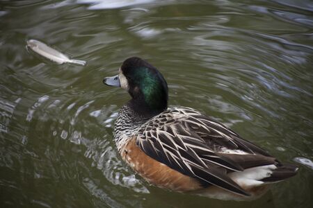 American widgeon duck (Anas americana) swimmingの写真素材