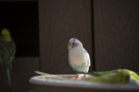 Budgies at a feeding trough