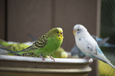 Budgie feeding among a flockの写真素材