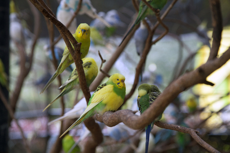 Budgies on branchesの写真素材