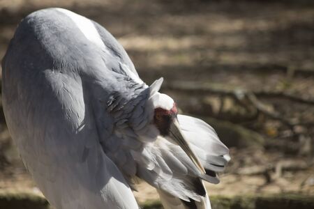 Sandhill crane (Antigone canadensis) groomingの写真素材
