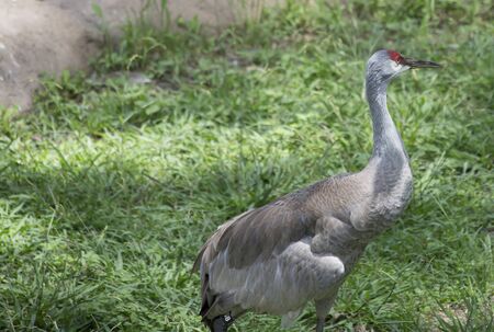 Sandhill crane (Antigone canadensis) groomingの写真素材