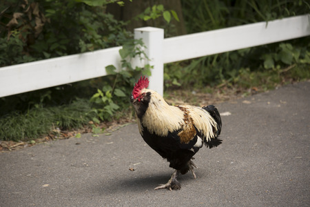 Free range Faverolle rooster