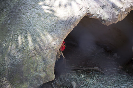 Rooster hidden in cave